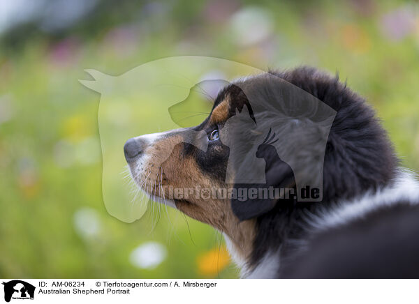 Australian Shepherd Portrait / Australian Shepherd Portrait / AM-06234