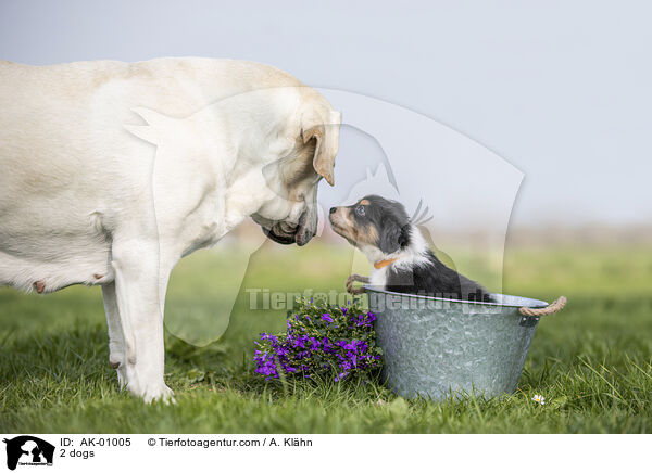 2 Hunde / 2 dogs / AK-01005