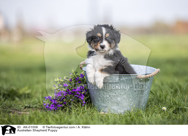 Australian Shepherd Puppy / AK-01008