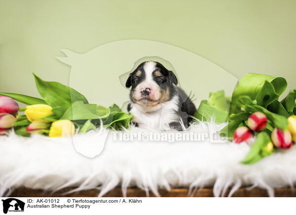 Australian Shepherd Welpe / Australian Shepherd Puppy / AK-01012