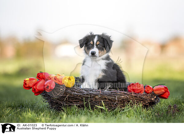 Australian Shepherd Welpe / Australian Shepherd Puppy / AK-01023