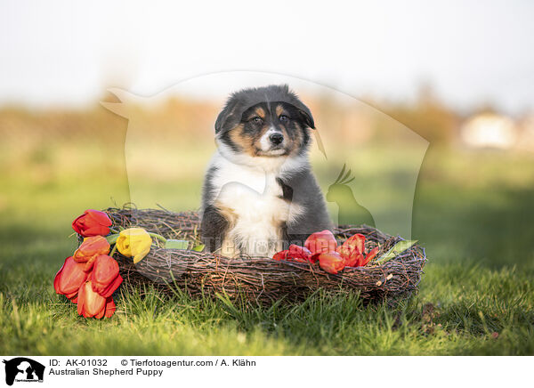 Australian Shepherd Welpe / Australian Shepherd Puppy / AK-01032