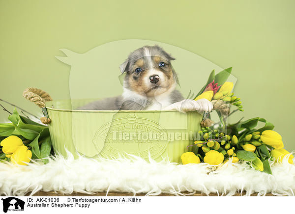 Australian Shepherd Welpe / Australian Shepherd Puppy / AK-01036