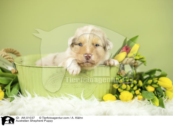 Australian Shepherd Welpe / Australian Shepherd Puppy / AK-01037