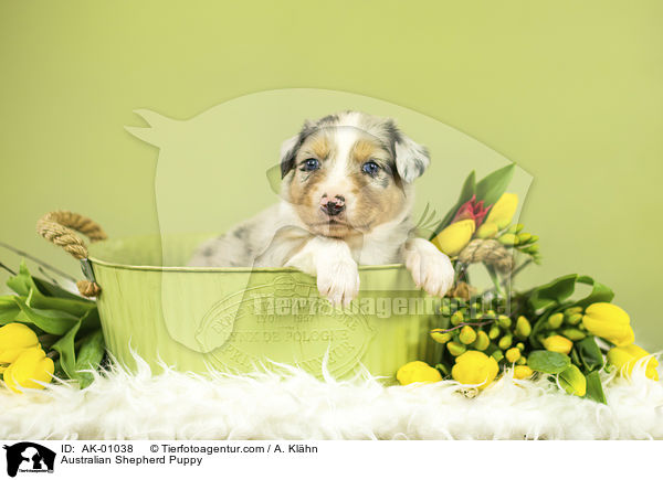 Australian Shepherd Welpe / Australian Shepherd Puppy / AK-01038