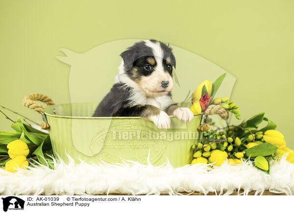 Australian Shepherd Welpe / Australian Shepherd Puppy / AK-01039