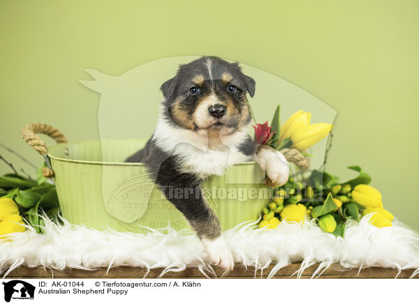 Australian Shepherd Welpe / Australian Shepherd Puppy / AK-01044