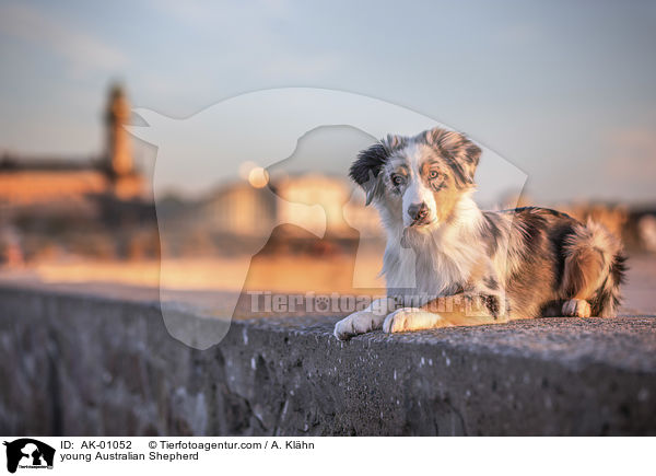 junger Australian Shepherd / young Australian Shepherd / AK-01052