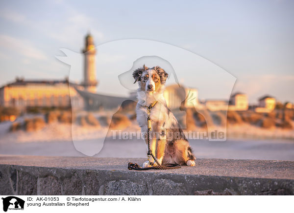junger Australian Shepherd / young Australian Shepherd / AK-01053