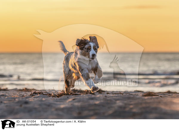 junger Australian Shepherd / young Australian Shepherd / AK-01054