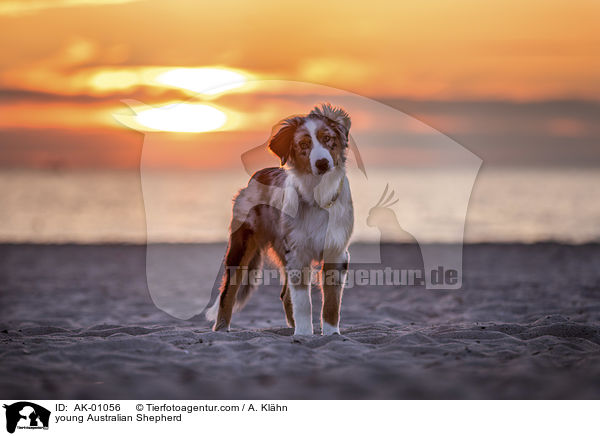 junger Australian Shepherd / young Australian Shepherd / AK-01056