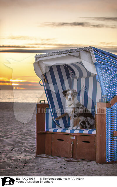 junger Australian Shepherd / young Australian Shepherd / AK-01057