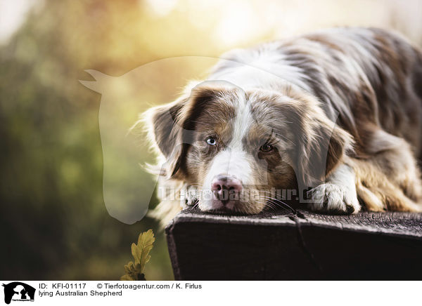 iegender Australian Shepherd / lying Australian Shepherd / KFI-01117