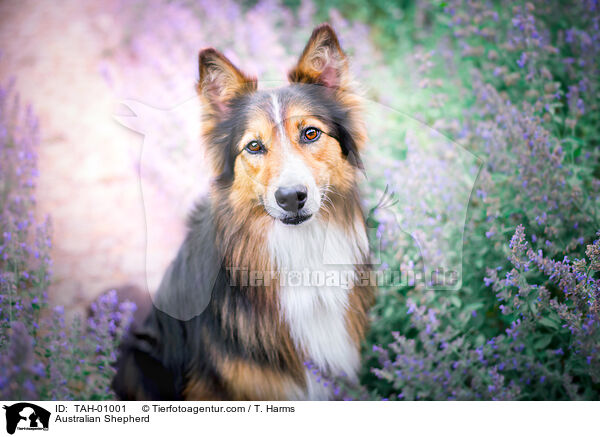 Australian Shepherd / Australian Shepherd / TAH-01001