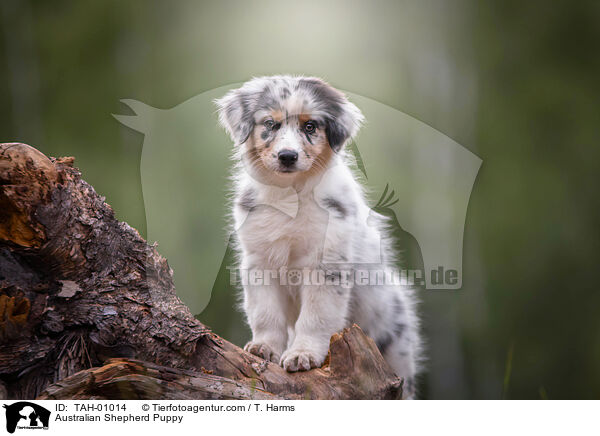 Australian Shepherd Welpe / Australian Shepherd Puppy / TAH-01014