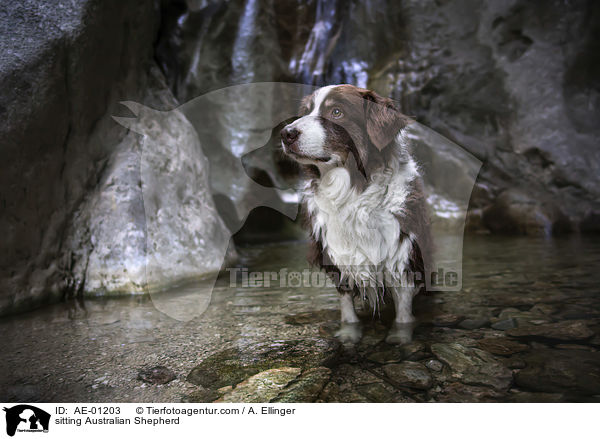 sitzender Australian Shepherd / sitting Australian Shepherd / AE-01203