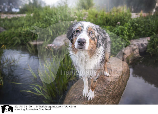 stehender Australian Shepherd / standing Australian Shepherd / AK-01159