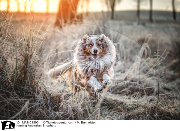 rennender Australian Shepherd / running Australian Shepherd / MAB-01590