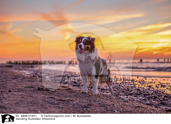 stehender Australian Shepherd / standing Australian Shepherd / MAB-01601