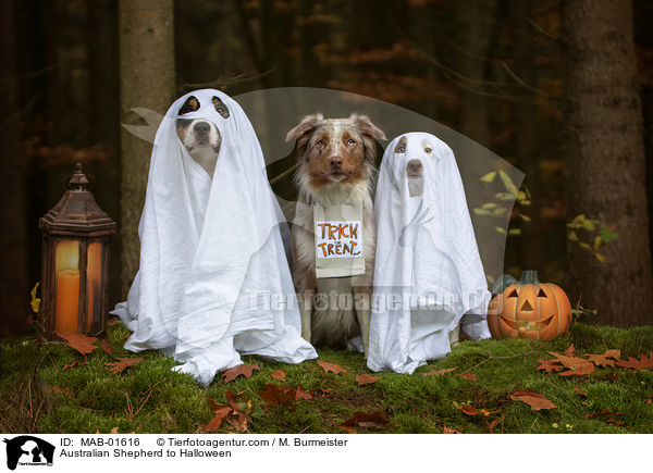 Australian Shepherd zu Halloween / Australian Shepherd to Halloween / MAB-01616