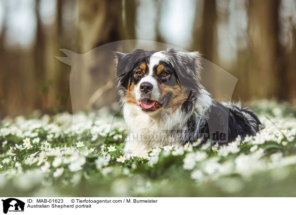 Australian Shepherd Portrait / Australian Shepherd portrait / MAB-01623