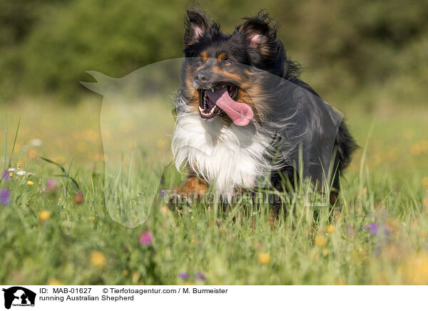 rennender Australian Shepherd / running Australian Shepherd / MAB-01627
