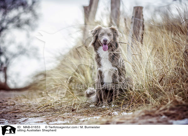 sitzender Australian Shepherd / sitting Australian Shepherd / MAB-01653