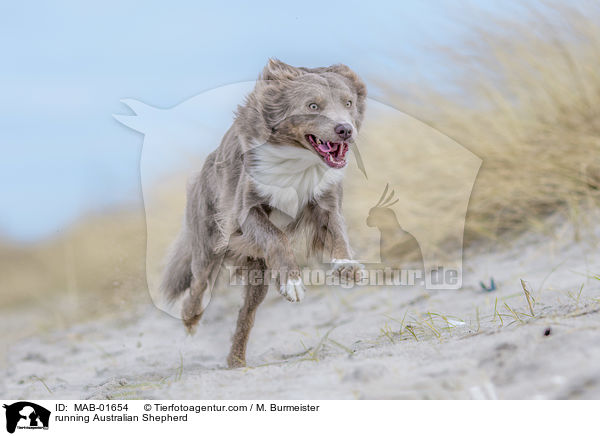 rennender Australian Shepherd / running Australian Shepherd / MAB-01654