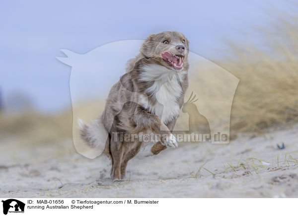 rennender Australian Shepherd / running Australian Shepherd / MAB-01656