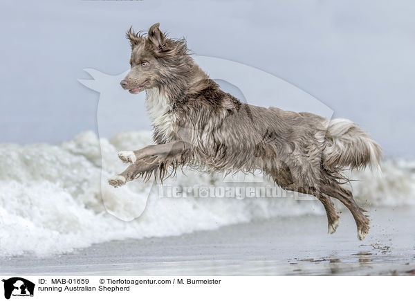 rennender Australian Shepherd / running Australian Shepherd / MAB-01659