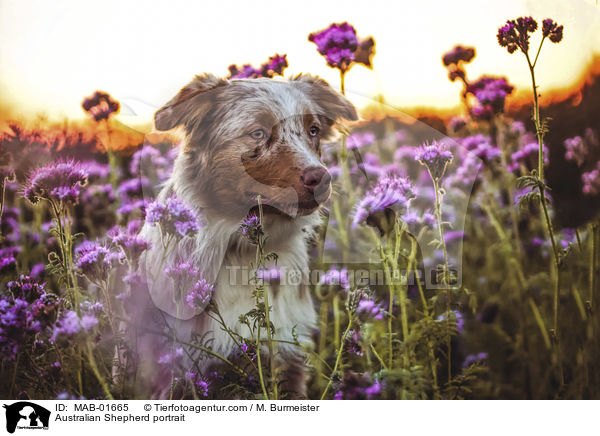 Australian Shepherd Portrait / Australian Shepherd portrait / MAB-01665