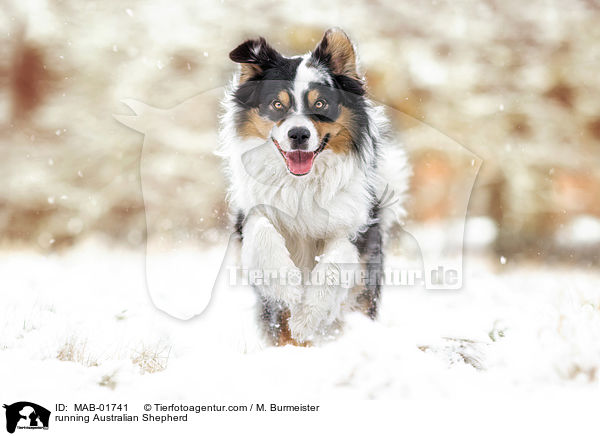 running Australian Shepherd / MAB-01741