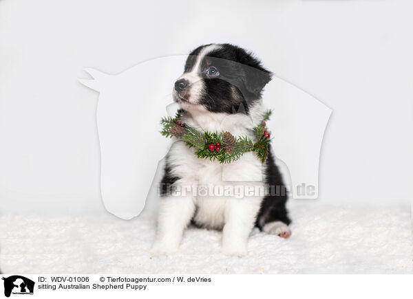 sitzender Australian Shepherd Welpe / sitting Australian Shepherd Puppy / WDV-01006
