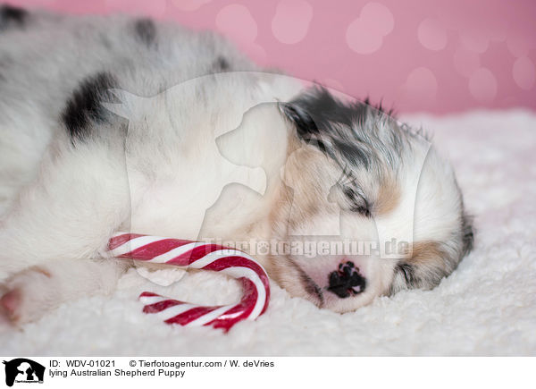 liegender Australian Shepherd Welpe / lying Australian Shepherd Puppy / WDV-01021