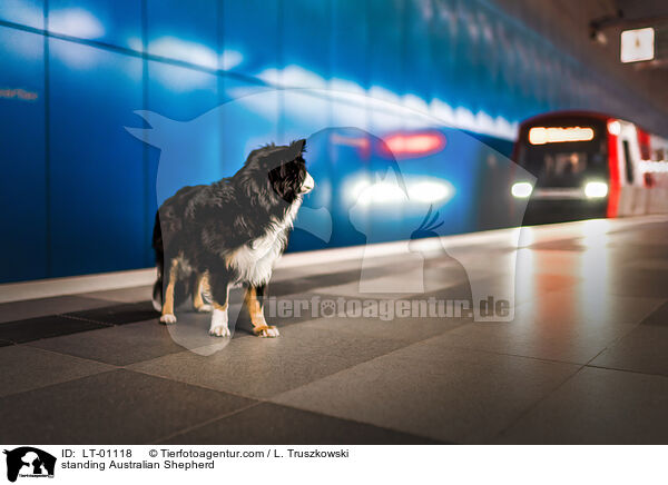 stehender Australian Shepherd / standing Australian Shepherd / LT-01118