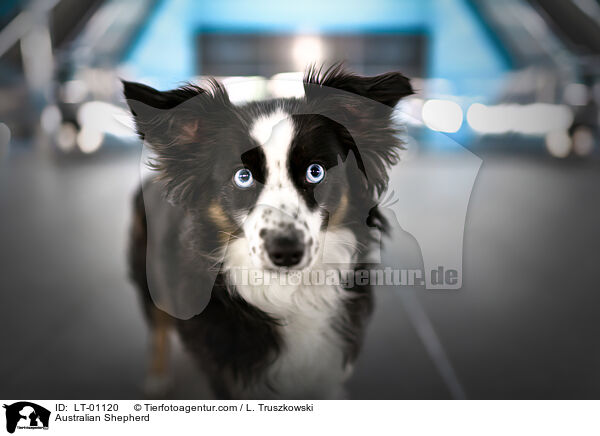 Australian Shepherd / Australian Shepherd / LT-01120