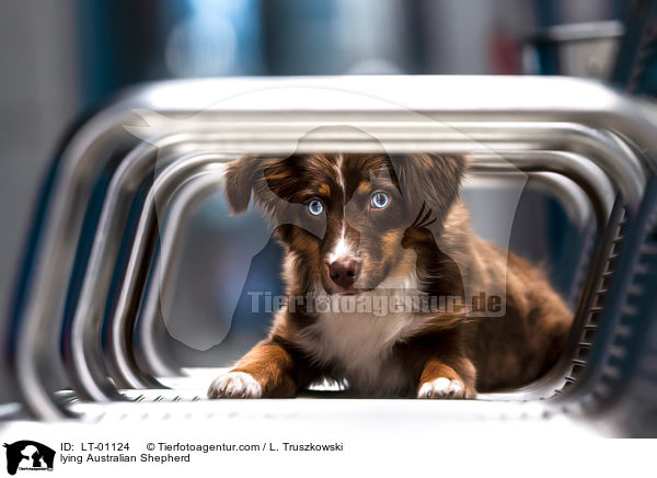 liegender Australian Shepherd / lying Australian Shepherd / LT-01124
