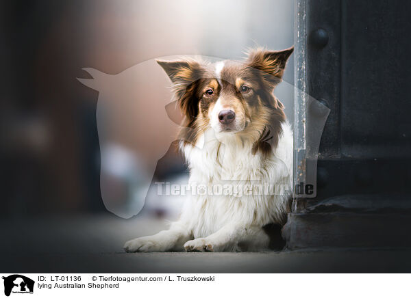 liegender Australian Shepherd / lying Australian Shepherd / LT-01136