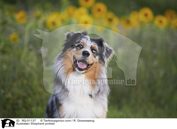 Australian Shepherd Portrait / Australian Shepherd portrait / RG-01137