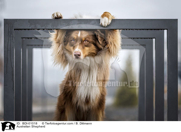 Australian Shepherd / Australian Shepherd / BDI-01018