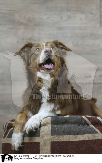 liegender Australian Shepherd / lying Australian Shepherd / SE-01061