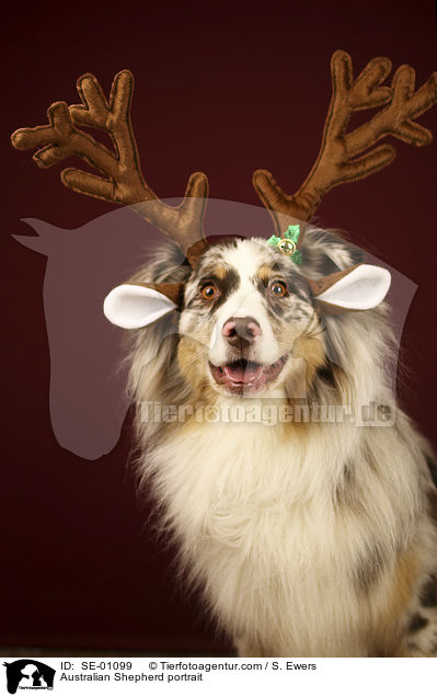Australian Shepherd Portrait / Australian Shepherd portrait / SE-01099