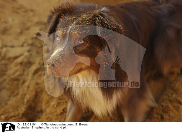 Australian Shepherd in der Sandgrube / Australian Shepherd in the sand pit / SE-01101