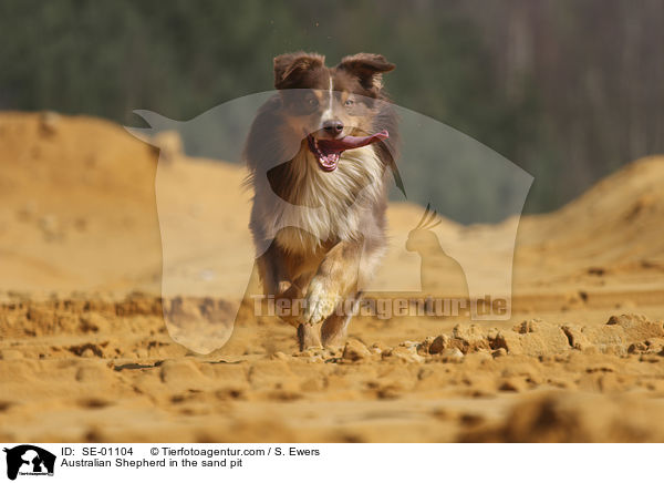 Australian Shepherd in der Sandgrube / Australian Shepherd in the sand pit / SE-01104