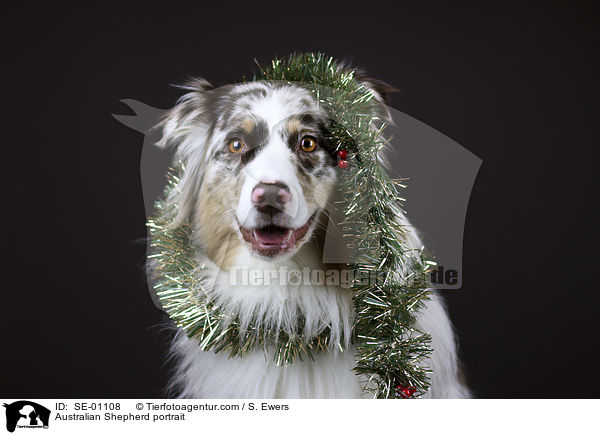 Australian Shepherd Portrait / Australian Shepherd portrait / SE-01108