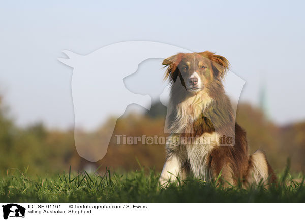 sitzender Australian Shepherd / sitting Australian Shepherd / SE-01161