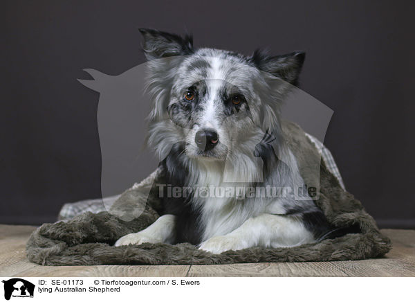 liegender Australian Shepherd / lying Australian Shepherd / SE-01173