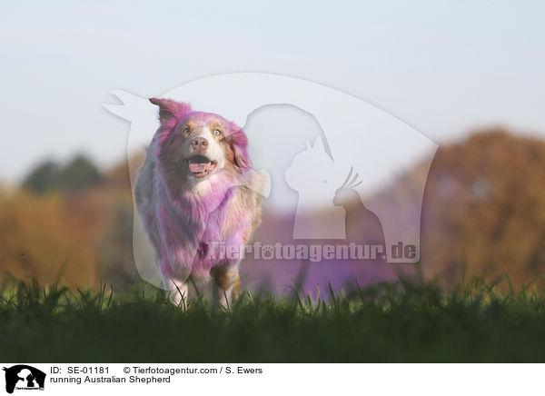 rennender Australian Shepherd / running Australian Shepherd / SE-01181