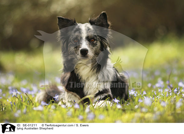 liegender Australian Shepherd / lying Australian Shepherd / SE-01211