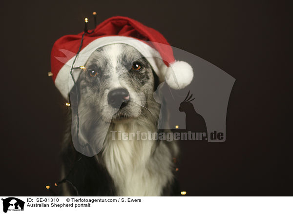 Australian Shepherd Portrait / Australian Shepherd portrait / SE-01310